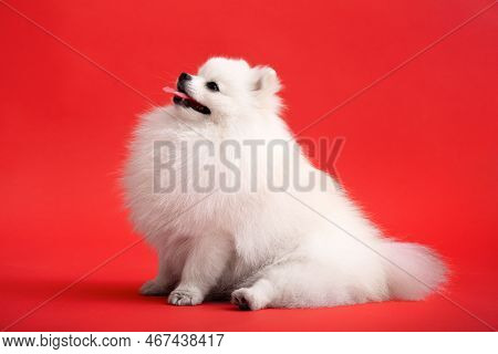 Portraite Of Cute Fluffy Puppy Of Pomeranian Spitz. Little Smiling Dog Siting On Bright Trendy Red B