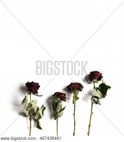 Dried Branches Of Roses On A White Background Top View With Place For Text. Greeting Card With Dried