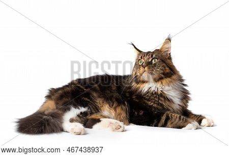 An Adult Purebred Maine Coon Cat Lies. Advertisement For Cat Food. Large Thoroughbred Cat On Isolati