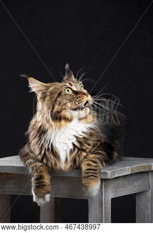 The Maine Coon Lies On A Dark Cloth Against A Dark Background And Looks Forward. Noble Purebred Cat.