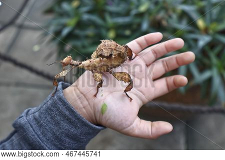 Australian Spiney Leaf Insect Brown Color  On Child Hand. Stick Insect Look Liks ,disguise Animal