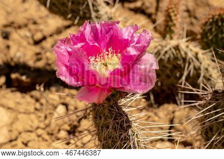Strawberry Hedehog Cactus Bloom In Desert Of Mesa Verde National Park