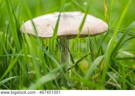 A Mushroom On A Glade In The Middle Of The Forest In Autumn.