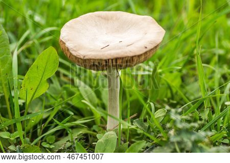 A Mushroom On A Glade In The Middle Of The Forest In Autumn.