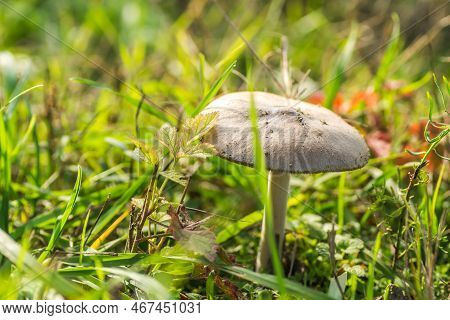 A Mushroom On A Glade In The Middle Of The Forest In Autumn.