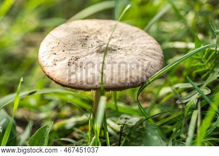 White Mushrooms On A Green Grassy Glade In Front Of The Forest.