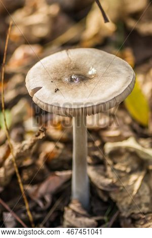 White Mushrooms On A Green Grassy Glade In Front Of The Forest.