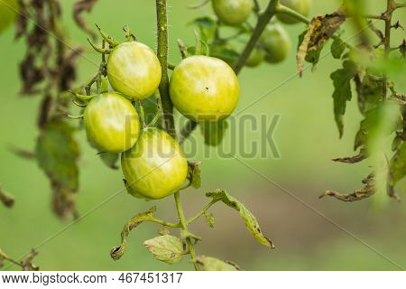 Green Unripe Tomatoes Growing On The Branches. Green Tomatoes Ripening In A Greenhouse. Green Tomato