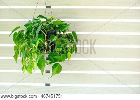 Philodendron Brasil (philodendron Hederaceum Scandens Brasil) Hang On White Wall. Tropical Creeper H