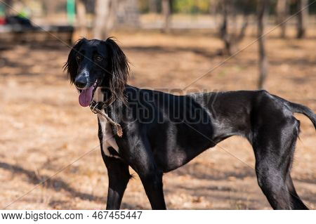 Tazy. Central Asian Greyhound Walking In Autumn.