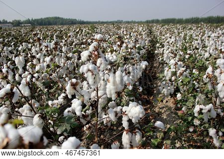 Cotton Field Farm In Atumn In Uzbekistan