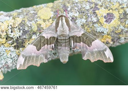 Natural Closeup On A Lime Hawk Moth, Mimas Tiliae On A Lichen-covered Wood