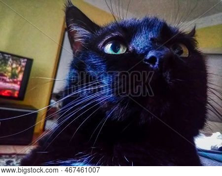 Chomutov, Czechia - October 17, 2022: Black Cat Violka