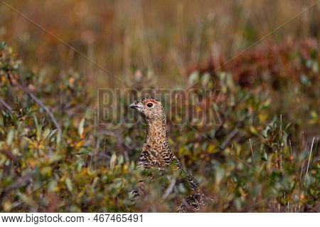 A Willow Ptarmigan, Lagopus Lagopus, In Summer Searching For Food Among Tundra Willows In The Canadi