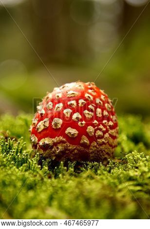 A Beautiful Red Mushroom With White Spots