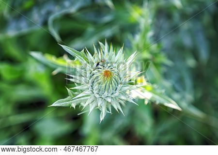 Young Wild-growing Thistle On Green Blurred Background. Top View