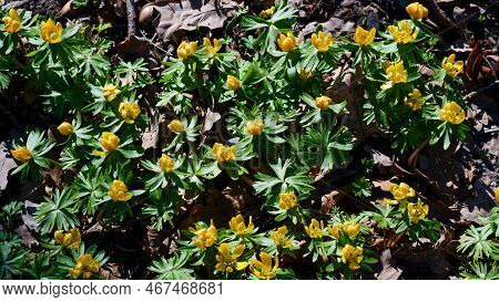 The First Spring Flowers In The Garden. Eranthis Blooms.