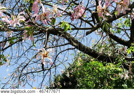 Ceiba Speciosa Or Floss Silk Tree On The Background Of The Blue Sky. A Tropical Tree With Thorns On 