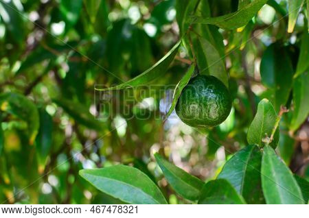 Green Tangerines On A Branch With Green Leaves In A Garden Of Ternary Plants. Unripe Fruits. Horizon