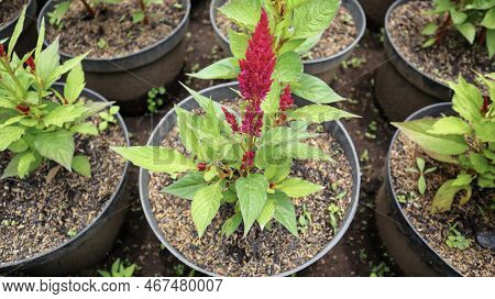 Celosia Kelos Fire Red Or Celosia Plumosa Flower Blooming In A Pot At The Garden.