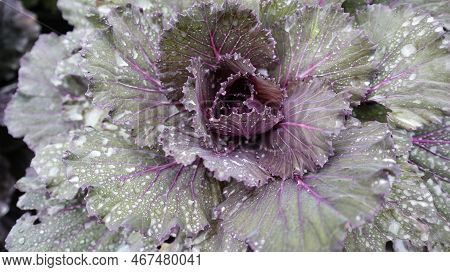 Purple Cabbage Vegetable At The Garden. Ornamental Cabbage.