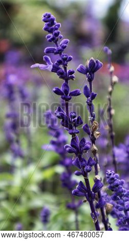 Violet Salvia Divinorum Or Sage Of The Diviners Flower Detail Close Up At The Garden.
