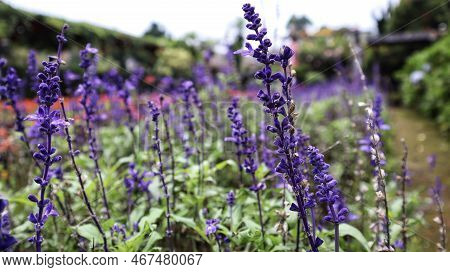 Violet Salvia Divinorum Or Sage Of The Diviners Flower Detail Close Up At The Garden.