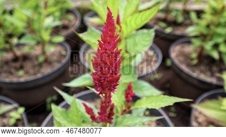 Celosia Kelos Fire Red Or Celosia Plumosa Flower Blooming In A Pot At The Garden.