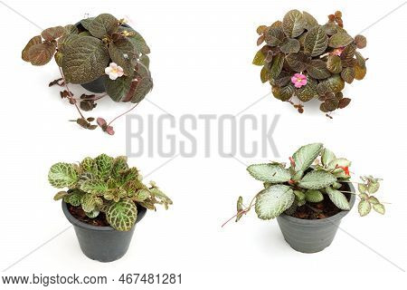 Episcia Cupreata House Plants Isolated On White Background