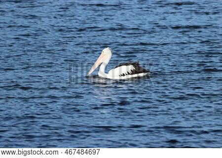 A Relaxed Pelican Swmming In The Lake