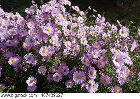 Multifold Light Pink Flowers Of Michaelmas Daisies In October