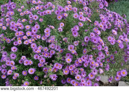 Loads Of Purple Flowers Of Symphyotrichum Novae-angliae With Bees In October
