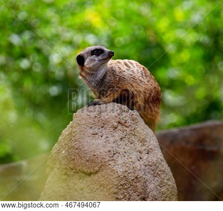 a cute meerkat sits on a stone under a tree