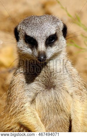 A Meerkat Sits On The Ground And Enjoys The Sun