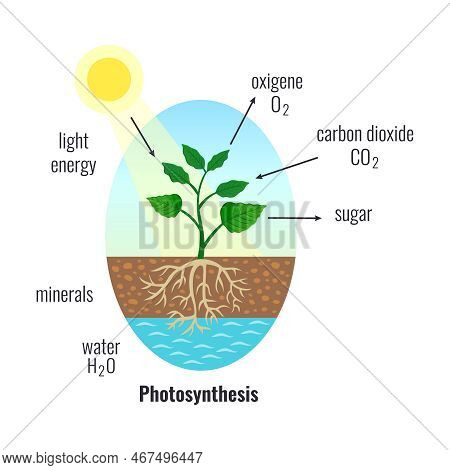 Biological Process Photosynthesis Composition With Light Energy Conversion Calvin Cycle Plants Cellu