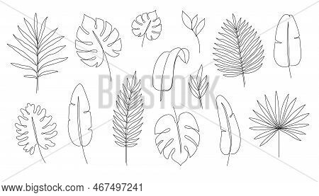 Outline Tropic Palm Leaf Set. One Continuous Line Art Tropic Tree Leaves. Editable Stroke Monstera, 