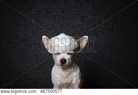 A Small Chihuahua Dog Sits With His Eyes Closed And A Gauze Bandage Over His Head To Protect Him Fro