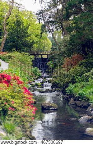 Beautiful Garden With Blooming Trees And Bushes During Spring Time, Wales, Uk, Early Spring Flowerin