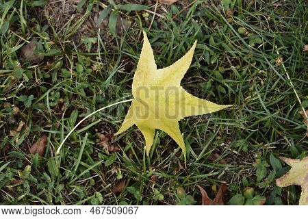 American Sweetgum Yellow Leaf On The Ground