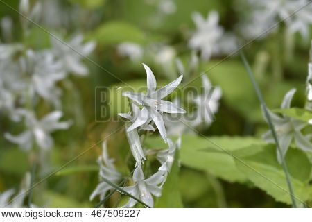 Drooping Star-of-bethlehem White Flowers In The Spring