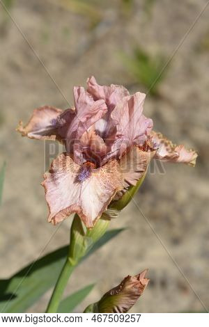 Intermediate Bearded Iris Lingering Flower In The Spring