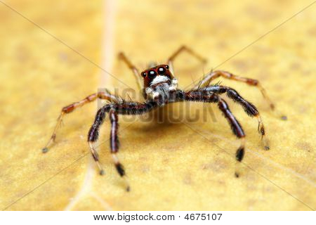 Spider (epeus Alboguttatus)