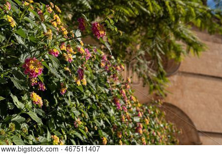 Close-up Of The Lilac And Yellow Flowers Of The Spanish Flag Plant, Lantana Aculeata. Island Of Mall