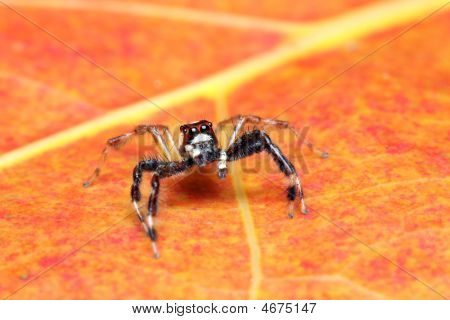 Spider (epeus Alboguttatus)