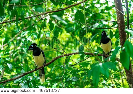 Crested Jay On A Tree In The Forest