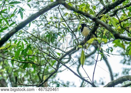 Crested Jay On A Tree In The Forest