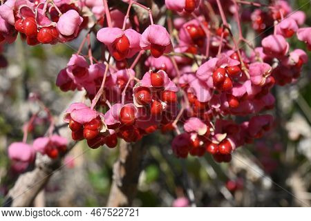 Japanese Spindle Tree Berries. Celastraceae Dioecious Deciduous Shrub. Light Green Flowers Bloom In 
