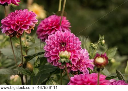 Pink Dahlia Flower In Real Garden. Shallow Depth Of Field