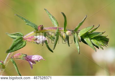Macro Shot Of A Red Bartsia (odonites Vernus) Plant Covered In Dew Droplets