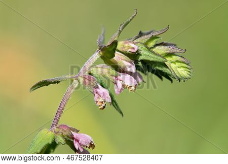 Red Bartsia (odonites Vernus) Flower